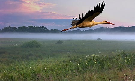Референдум по внесению изменений и дополнений в Конституцию назначен на 27 февраля